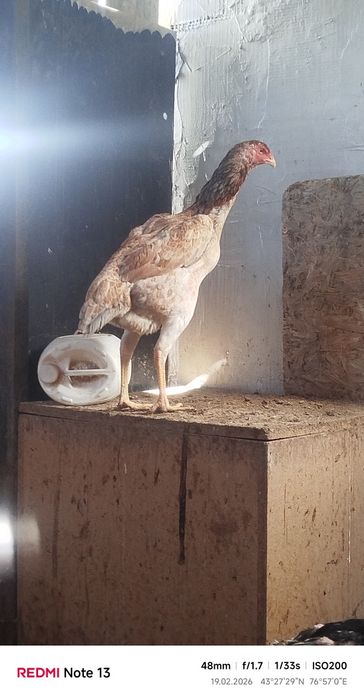 Продам даканка март