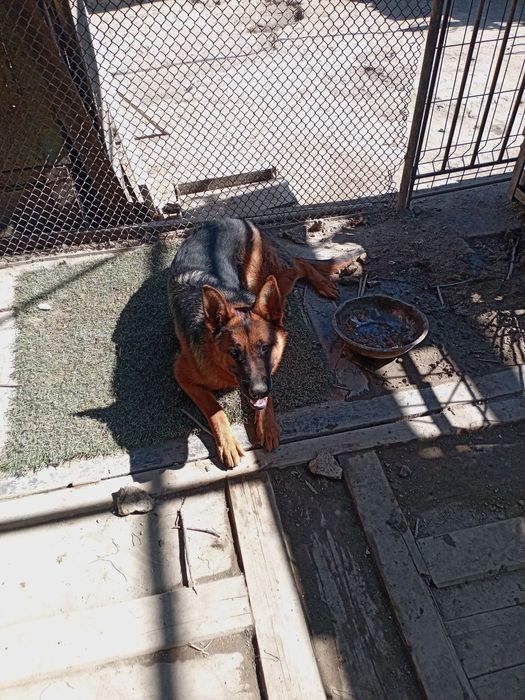 Nemis Afcharkalar bor sotiladi