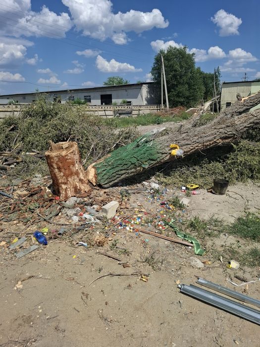 Дерево бесплатно ағаш тегін