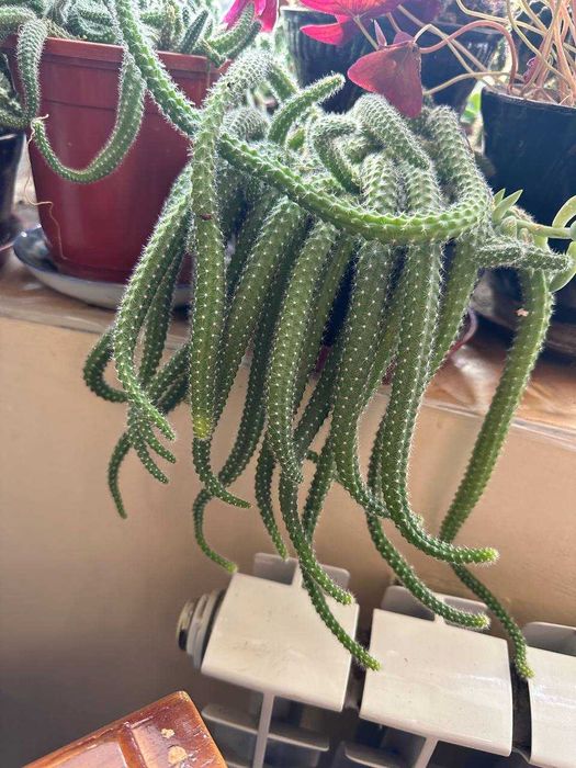 Продаю цветы  (кактусы сортовые, денежное дерево, каменная роза )