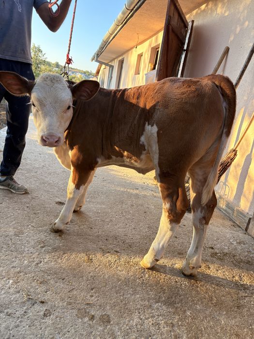 Vând vițelușă bălțată