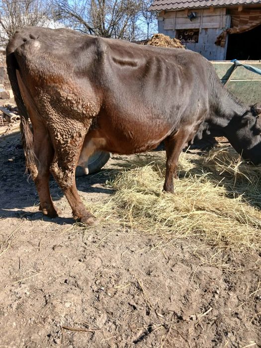 Vând 2 vaci mai multe detali la număr de telefon!