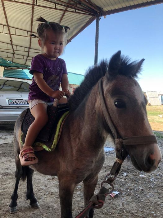 Пони сатылады 3 бас