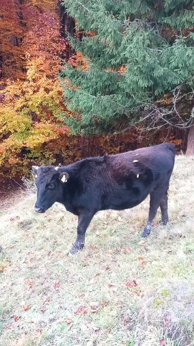 vitele,juninci si vaci din  rasa WAGYU (vaci japoneze