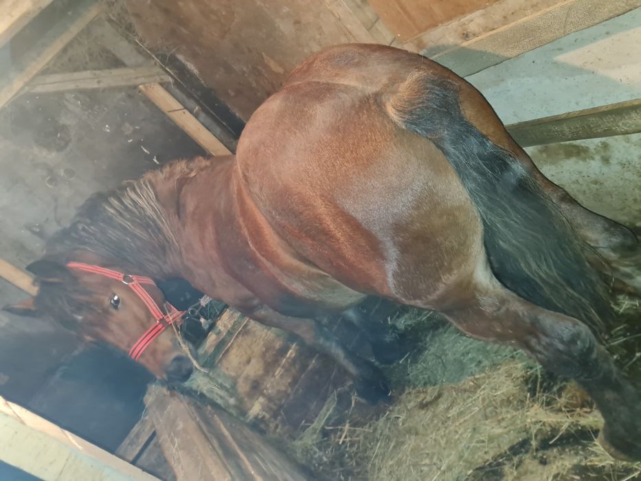 Vând mânz de un an și 10 luni