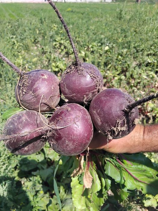 Qizil lavlagi bor, xolodelnikda saqlanayabdi.200 tonna narxi 5000