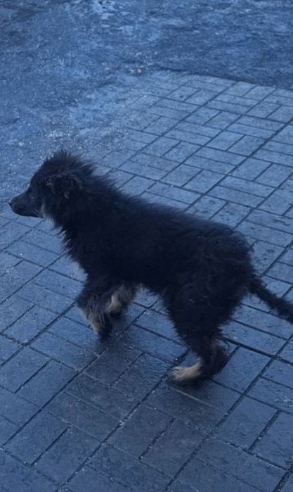 Ищем щенка помогите найти