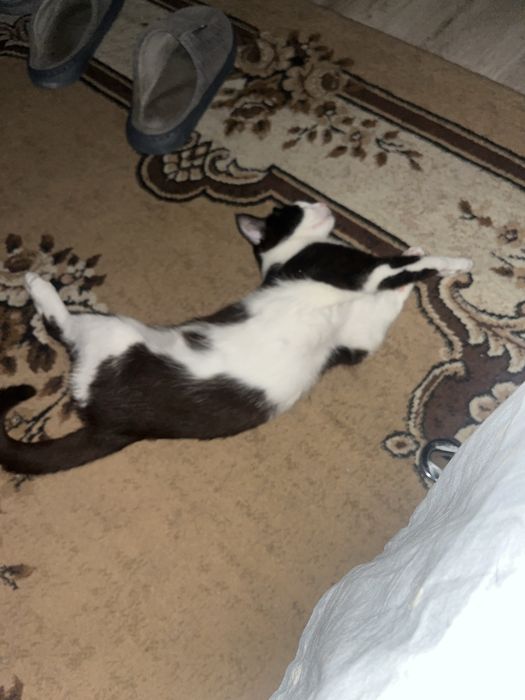 Отдам в добрые руки