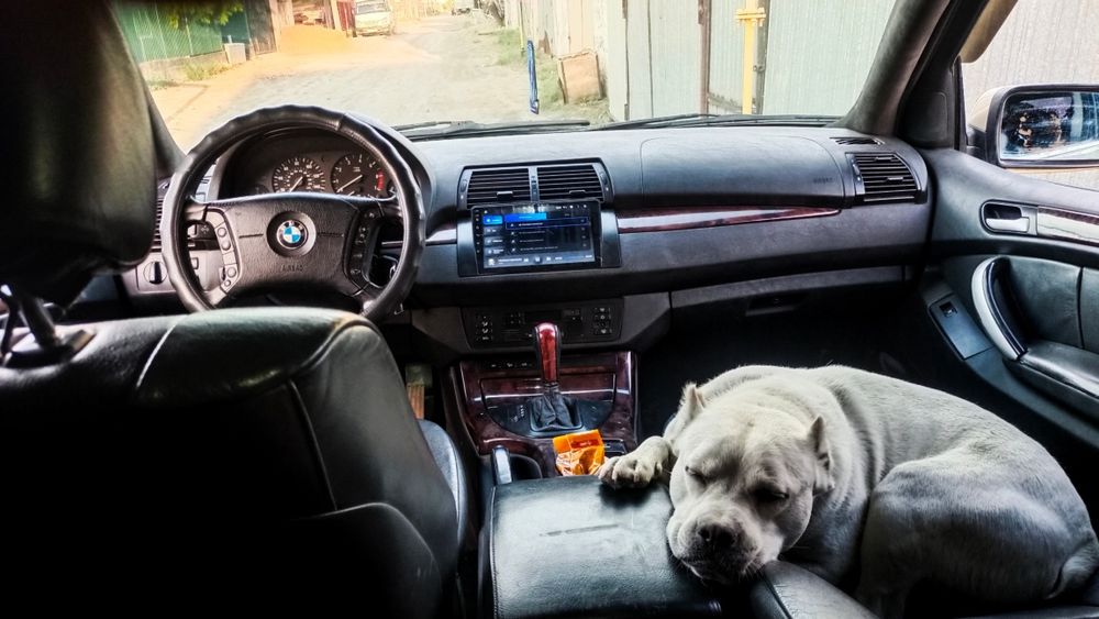 Пропала собака вознаграждение 50 000