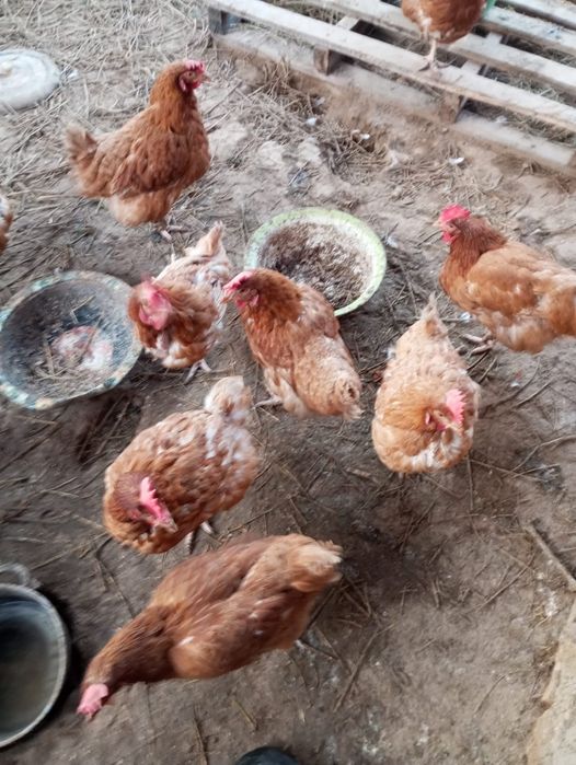 Ломан браун куры