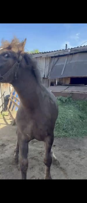 Жеребец кобылка тяжеловоз лошадь