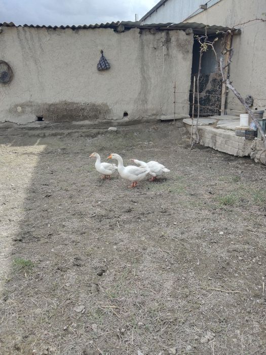 Ĝozlar sotiladi.