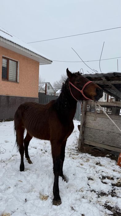 Буаз биелер 620мыннан