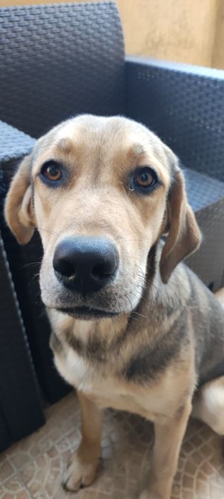 Donez Cățelușa pentru curte