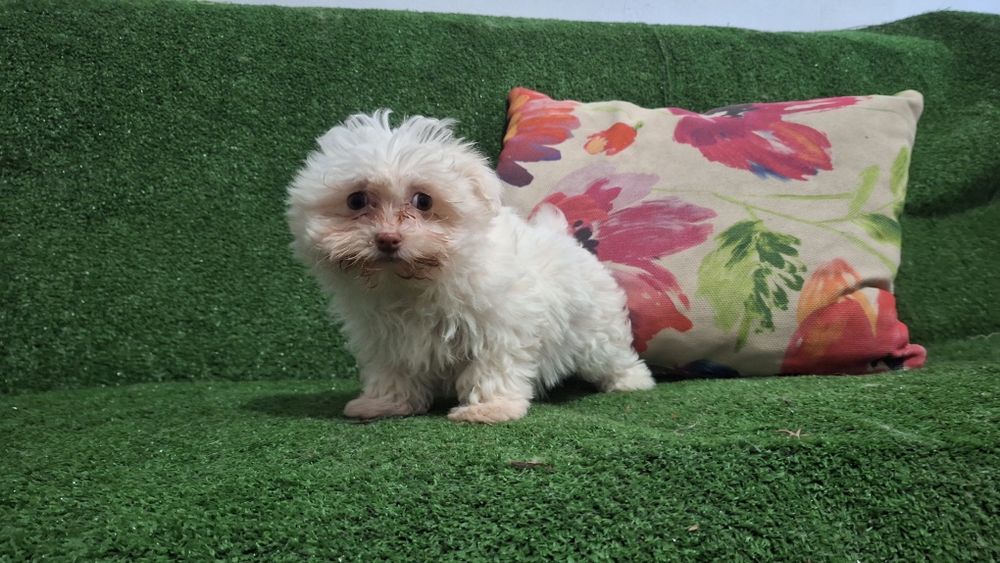 Малтийска болонка мини болонки