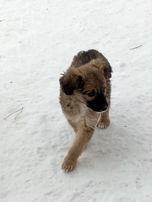 Отдам в заботливые руки щенков