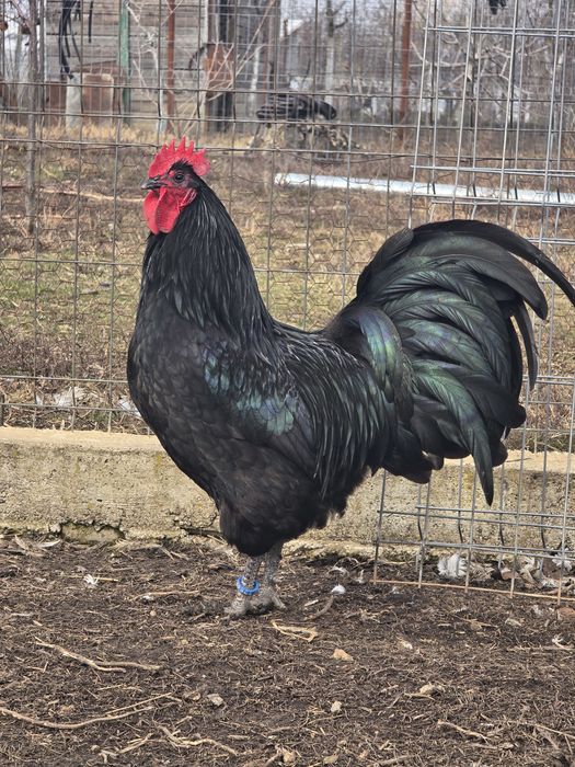 Ouă  si pui australorp negru calitate premium rasă pură