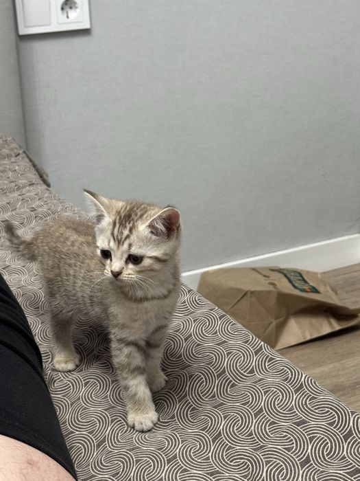 Продам породистых котят