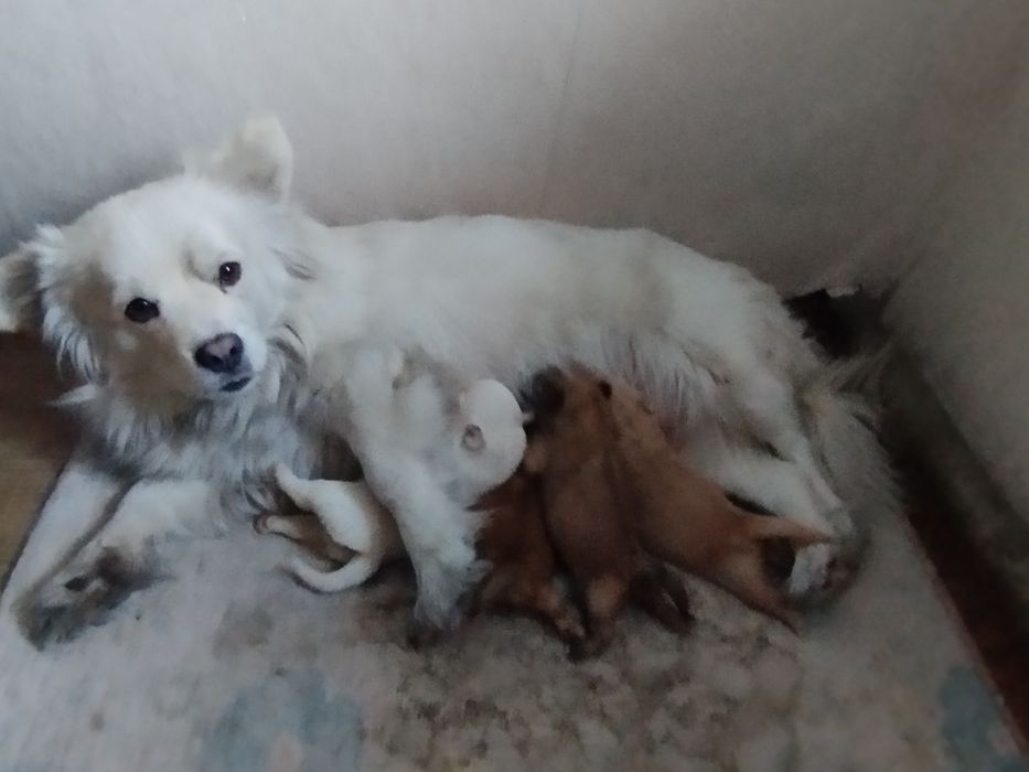 Отдам щенков помесь