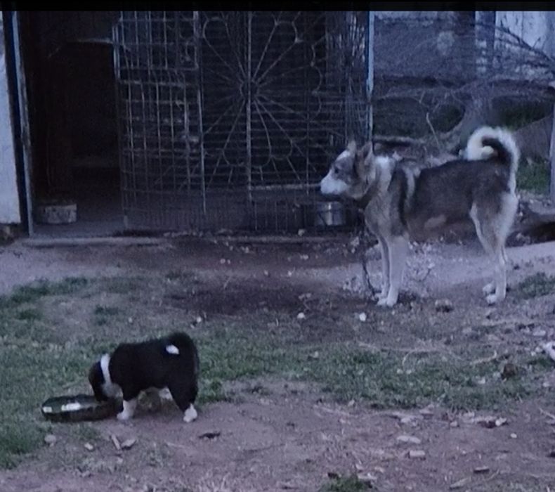 Продам щенка лайки