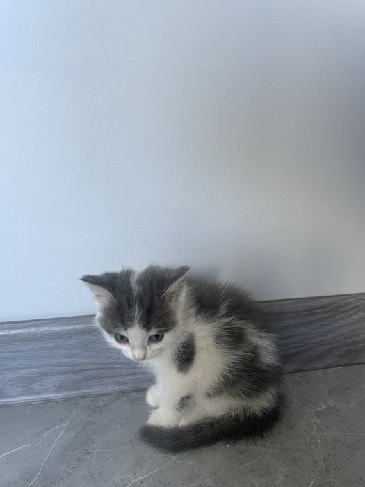Продам срочно котят