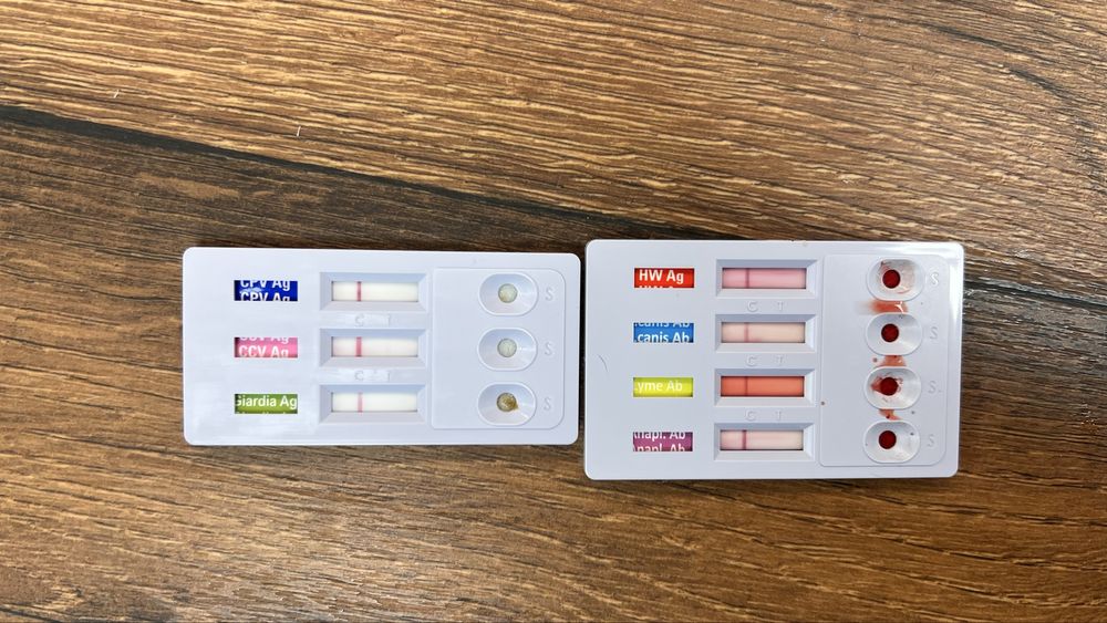 Ръсти търси любящ дом