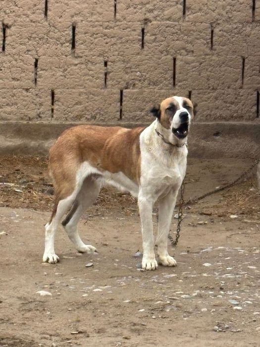 Собака Алабайййй