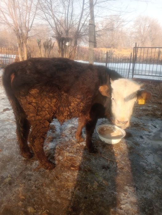 Продам двух бычков