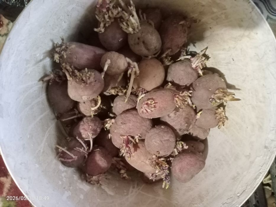 Картофель семенной