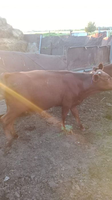 Сатылады Продам  2 бычка