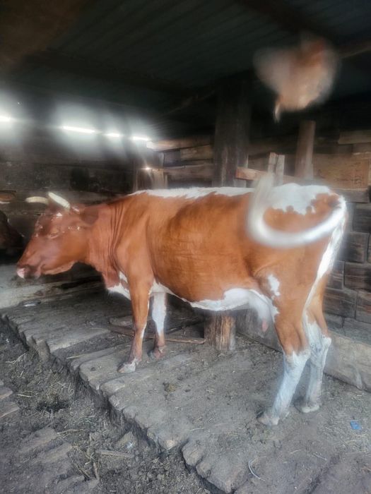 Продам КРС / Сиырлар мен бұзаулар сатылады