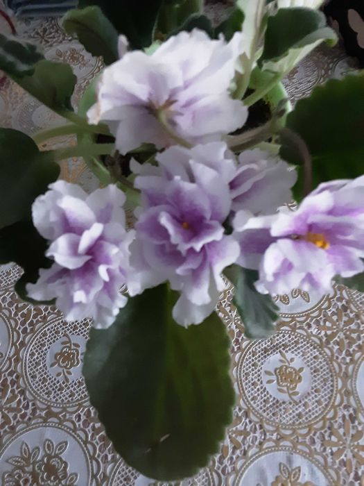 Фиалки сортовые цветущие