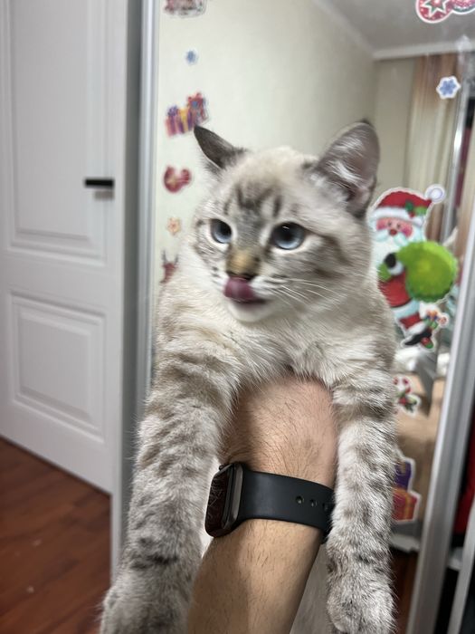 Отдам кошку ( девочка)