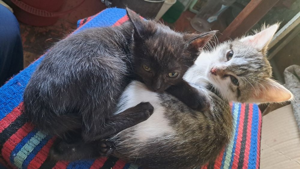 Котята 28 октября