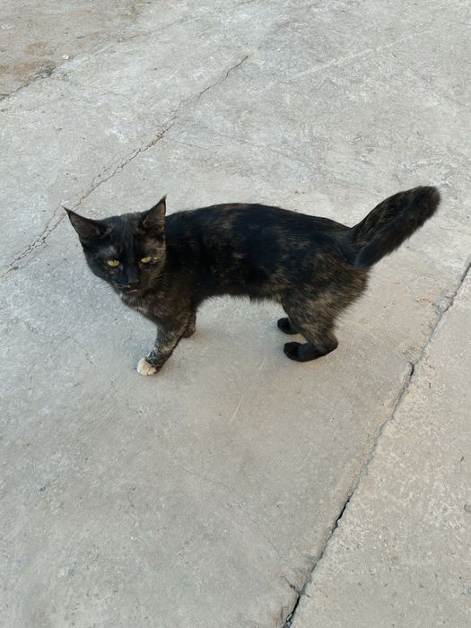 мысык мамасымен еки баласымен