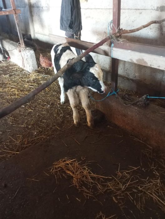 Vând sau Schimb Tăuraș