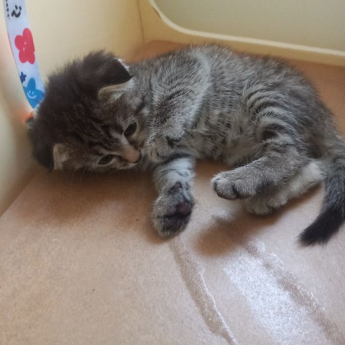 Вислоухие котёнок один месяц