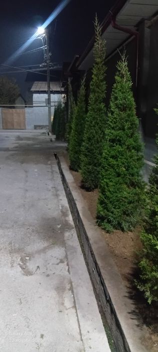 Archa xar xil mevali daraxlani kesish ularga chiroyli shakll berish