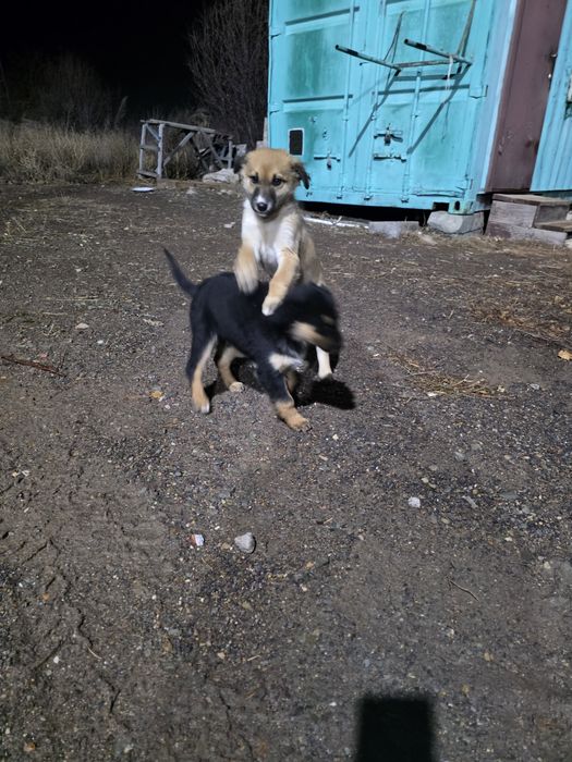 Отдам двух прелестных щенят