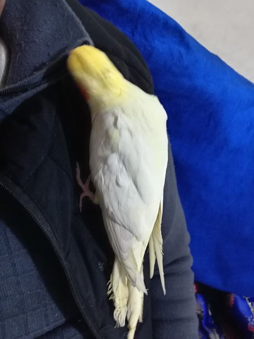 Карелла ручной папугай