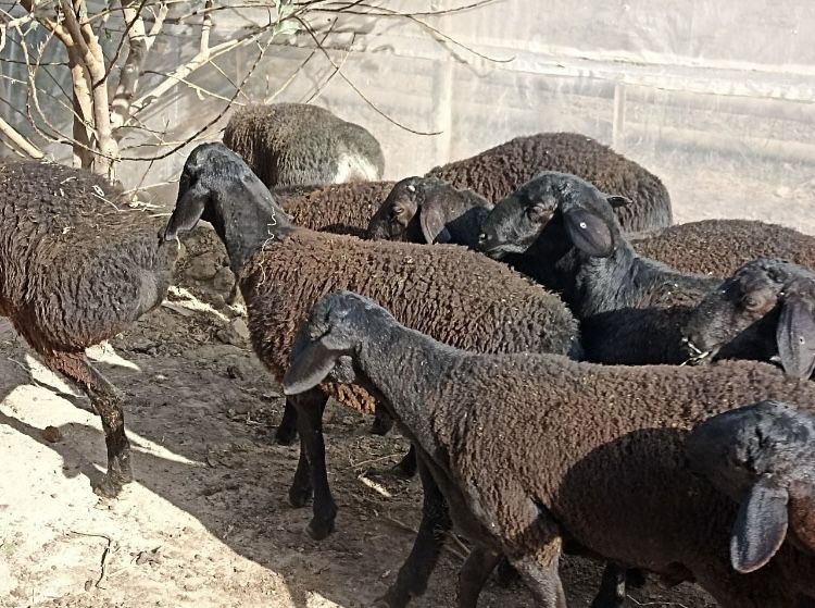 Qassob servis halol va sog’lom boqilqan qo’chqorlar bor doim xizmatda