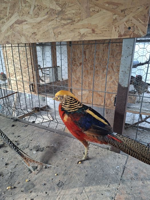 Fazani auriu pe rosu si diamant