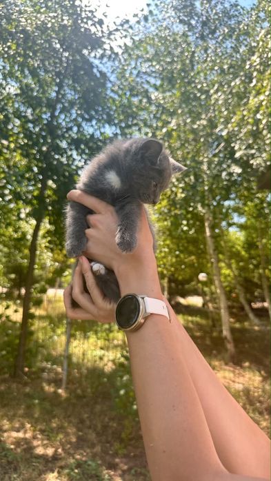 Сиямские котята