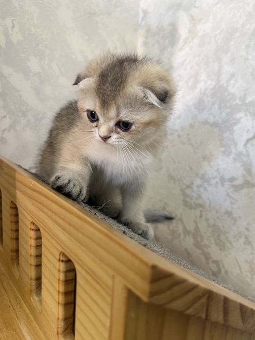 продаю котят 2 месяц