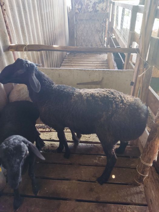 Семіз қойлар тоқтылар