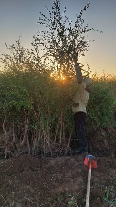 Қарағаш көшеттері