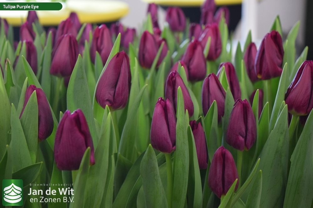 Тюльпаны с Голанских луковиц