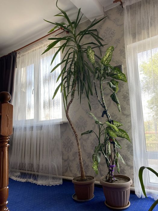 Продам цветы комнатные