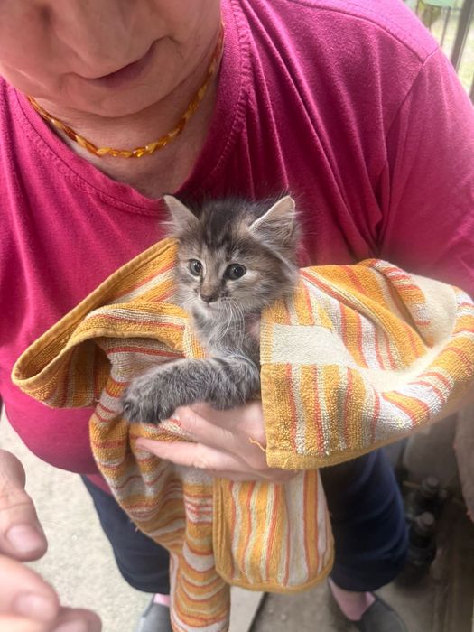 Срочно отдам котят в добрые руки