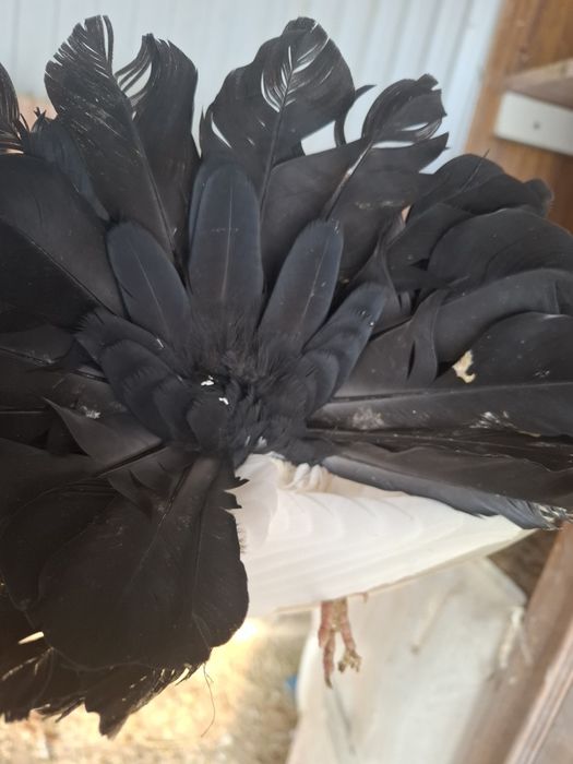 Голуби павлины на обмен